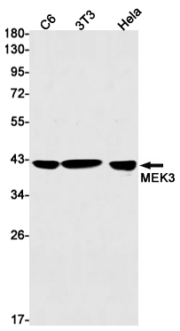 1 - MEK3 Rabbit mAb AP75709