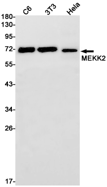 1 - MEKK2 Rabbit mAb AP75710