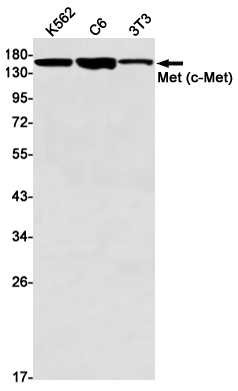 1 - c-Met Rabbit mAb AP75712