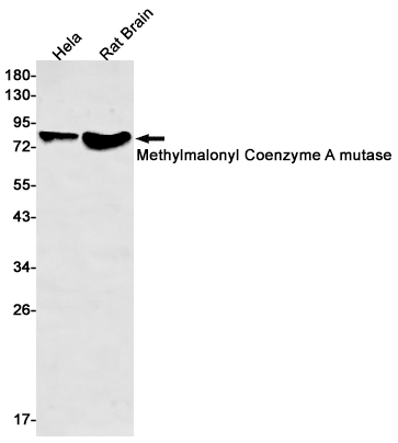 1 - Methylmalonyl Coenzyme A mutase Rabbit mAb AP75715