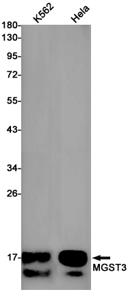 1 - MGST3 Rabbit mAb AP75717