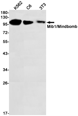 1 - MIB1 Rabbit mAb AP75718