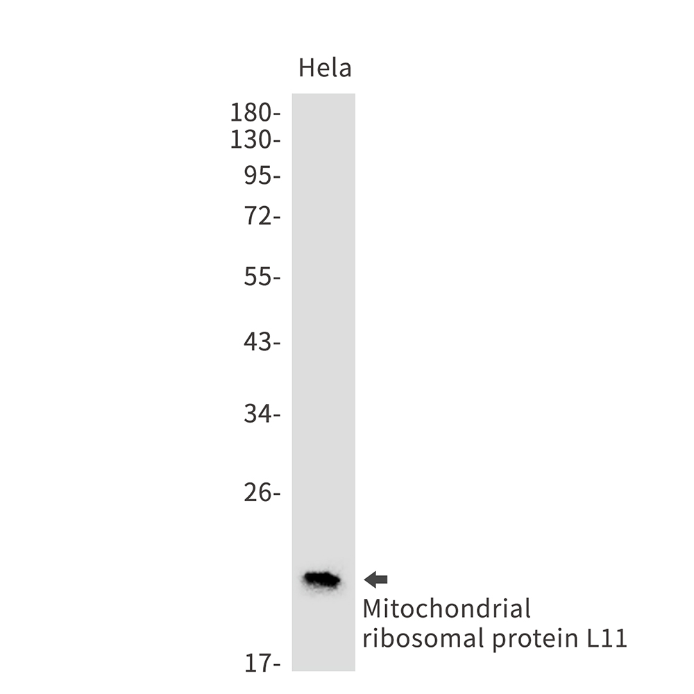 1 - Mitochondrial Ribosomal Protein L11 Rabbit mAb AP75721