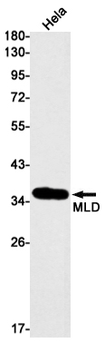 1 - MLD Rabbit mAb AP75724