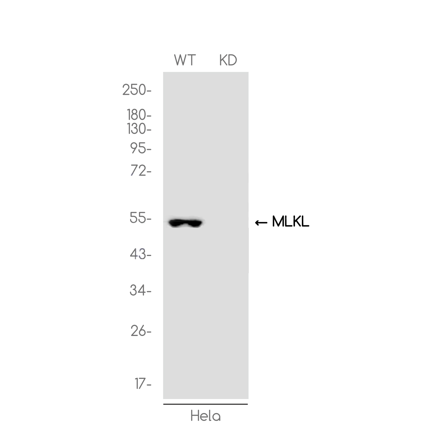 1 - [KD]MLKL Rabbit mAb AP75727