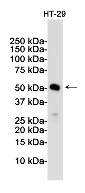 2 - [KD]MLKL Rabbit mAb AP75727