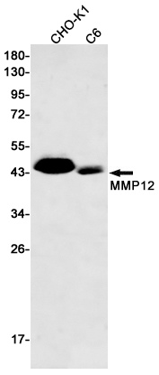 5 - MMP12 Rabbit mAb AP75728
