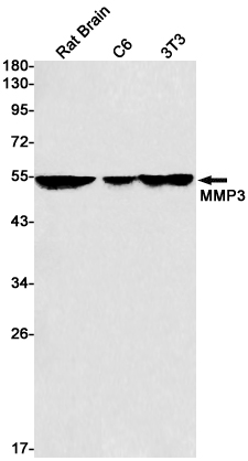 1 - MMP3 Rabbit mAb AP75731