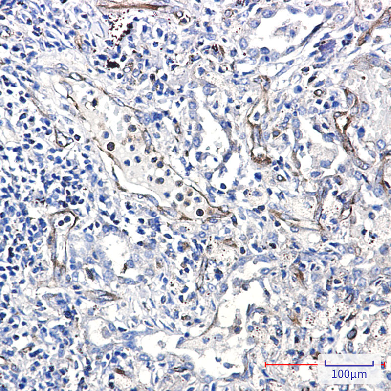 8 - Moesin Rabbit mAb AP75733