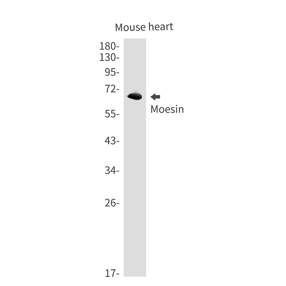 1 - Moesin Rabbit mAb AP75733