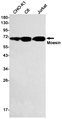 2 - Moesin Rabbit mAb AP75733