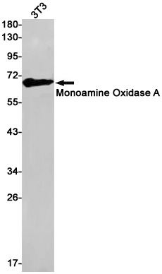 1 - Monoamine Oxidase A Rabbit mAb AP75734