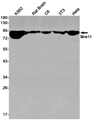1 - Mre11 Rabbit mAb AP75736