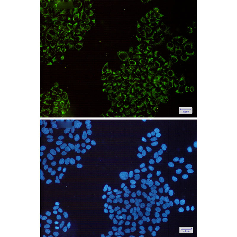8 - MRPS26 Rabbit mAb AP75737