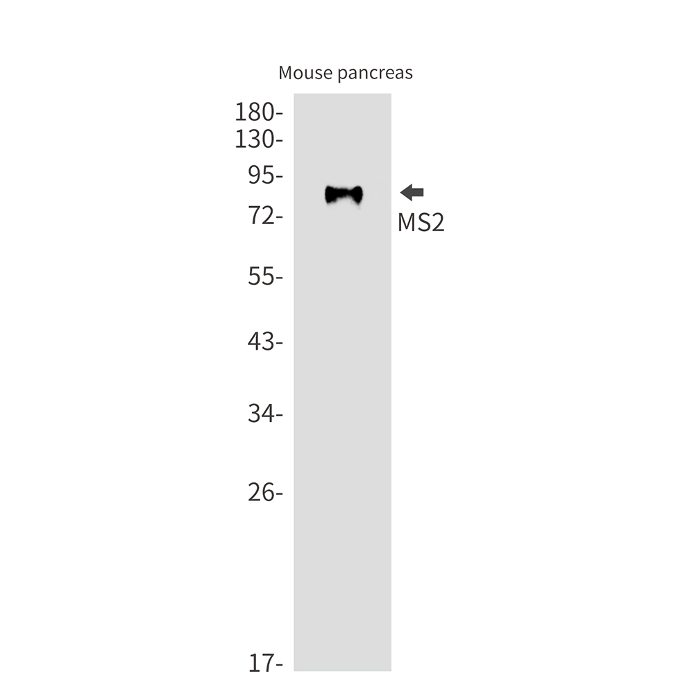 1 - MS2 Rabbit mAb AP75739