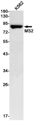 5 - MS2 Rabbit mAb AP75739