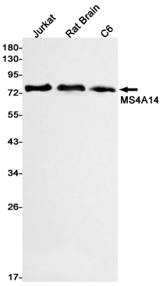 1 - MS4A14 Rabbit mAb AP75740