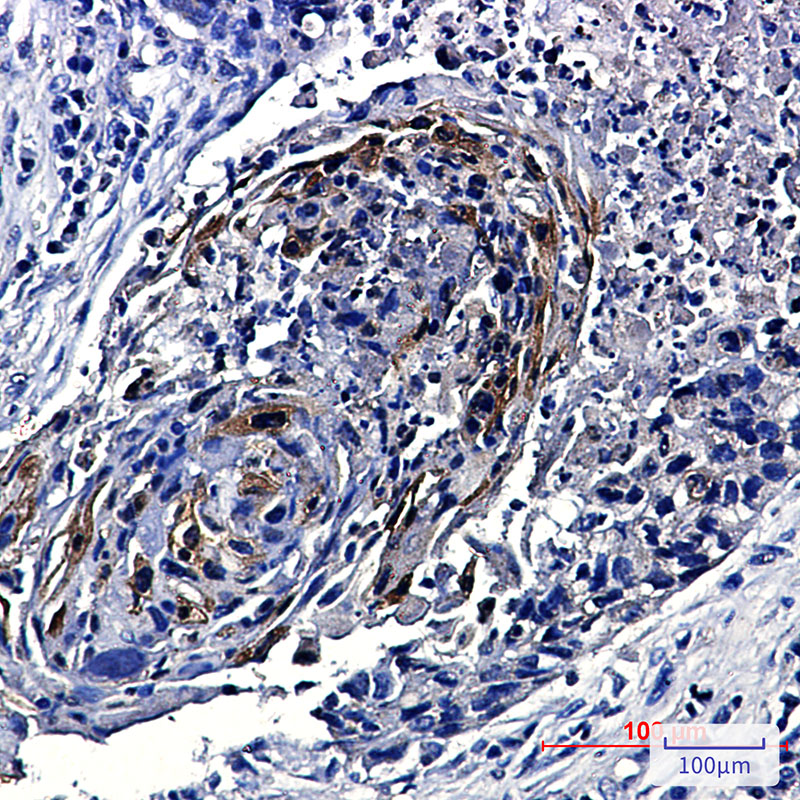 0 - Phospho-mTOR (Ser2448) Rabbit mAb AP75751