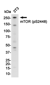 2 - Phospho-mTOR (Ser2448) Rabbit mAb AP75751