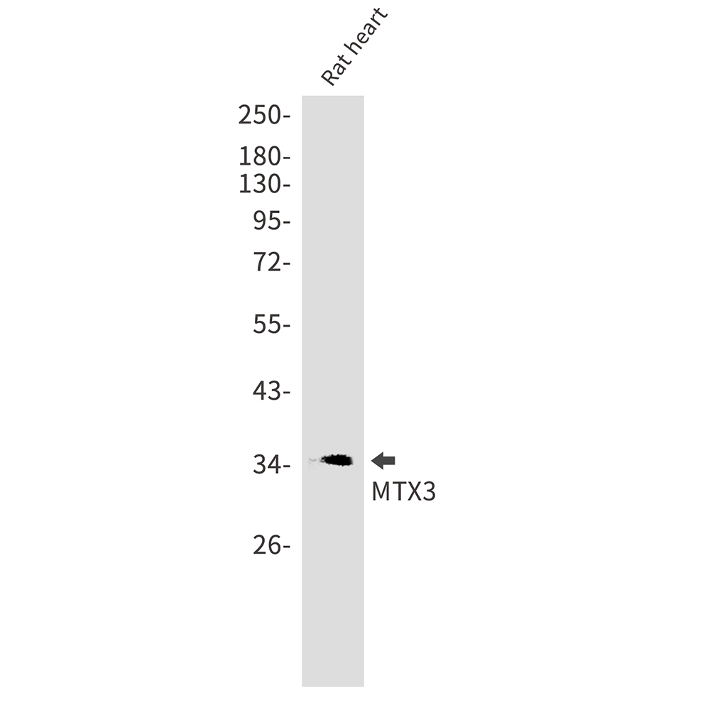 1 - MTX3 Rabbit mAb AP75752