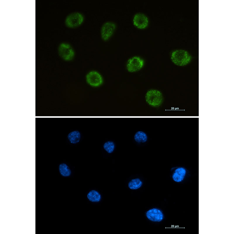 1 - MOG Rabbit mAb AP75761