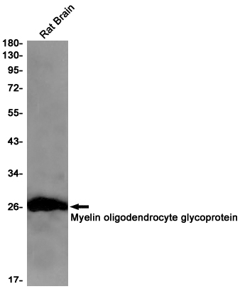 2 - MOG Rabbit mAb AP75761