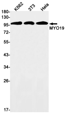 1 - MYO19 Rabbit mAb AP75766