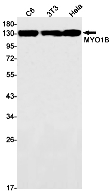 1 - MYO1B Rabbit mAb AP75767