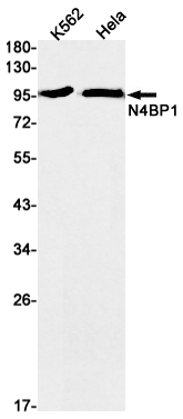 1 - N4BP1 Rabbit mAb AP75769