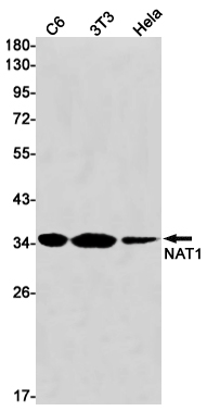 1 - NAT1 Rabbit mAb AP75770