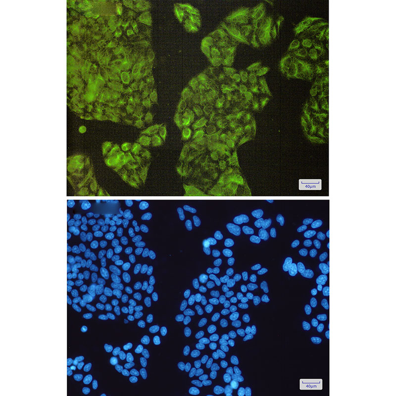 2 - NCK2 Rabbit mAb AP75773