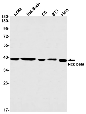 1 - NCK2 Rabbit mAb AP75773