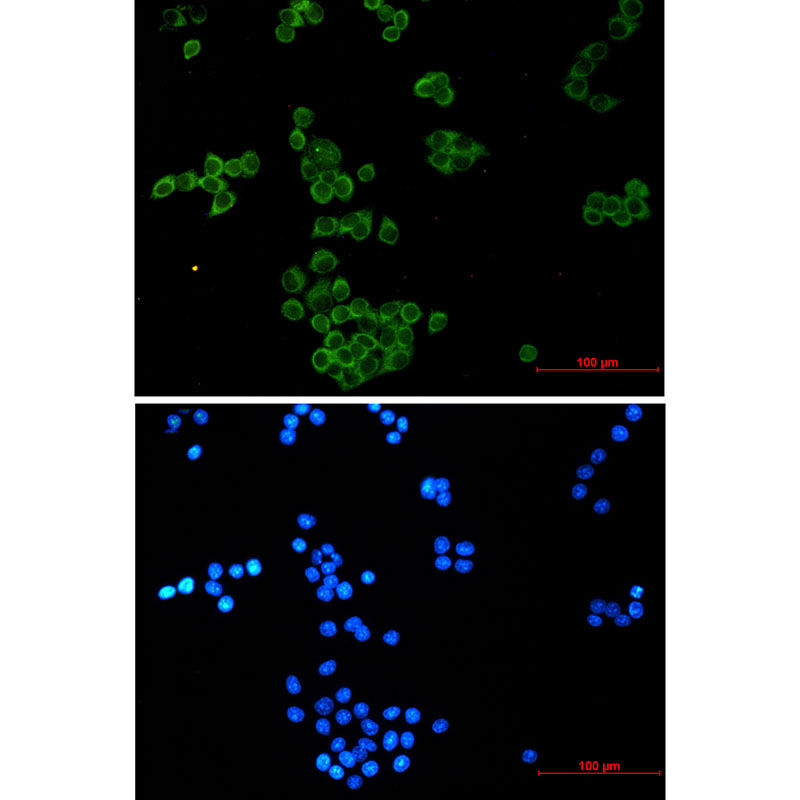 1 - Nck Rabbit mAb AP75774