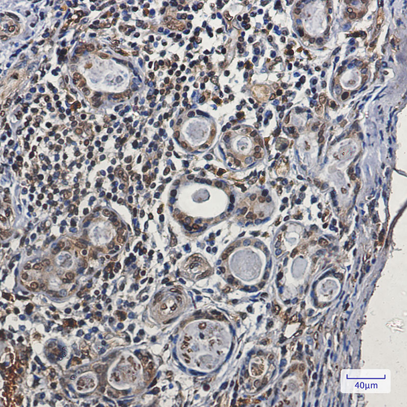 8 - Nck Rabbit mAb AP75774