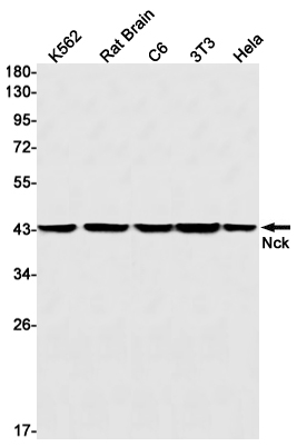 2 - Nck Rabbit mAb AP75774