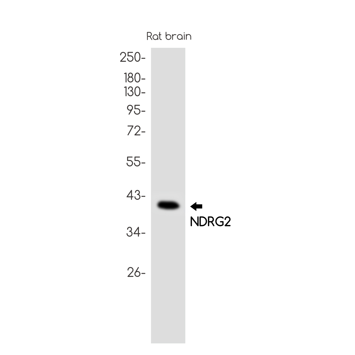 1 - NDRG2 Rabbit mAb AP75775