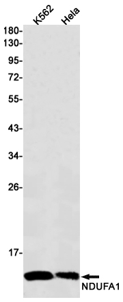 1 - [KD]NDUFA1 Rabbit mAb AP75776