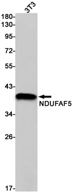 1 - NDUFAF5 Rabbit mAb AP75780