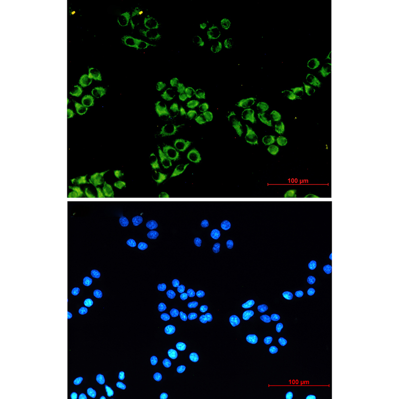 8 - NDUFB10 Rabbit mAb AP75781