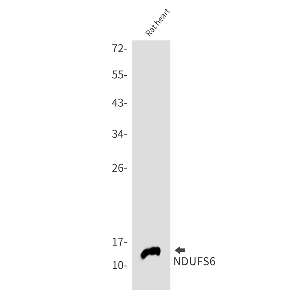 1 - NDUFS6 Rabbit mAb AP75788