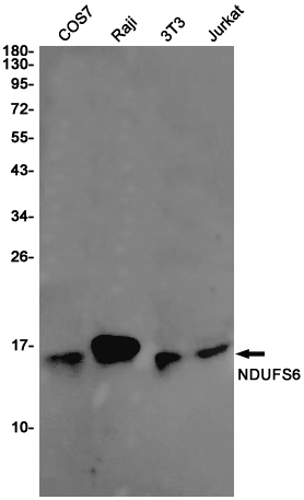 2 - NDUFS6 Rabbit mAb AP75788