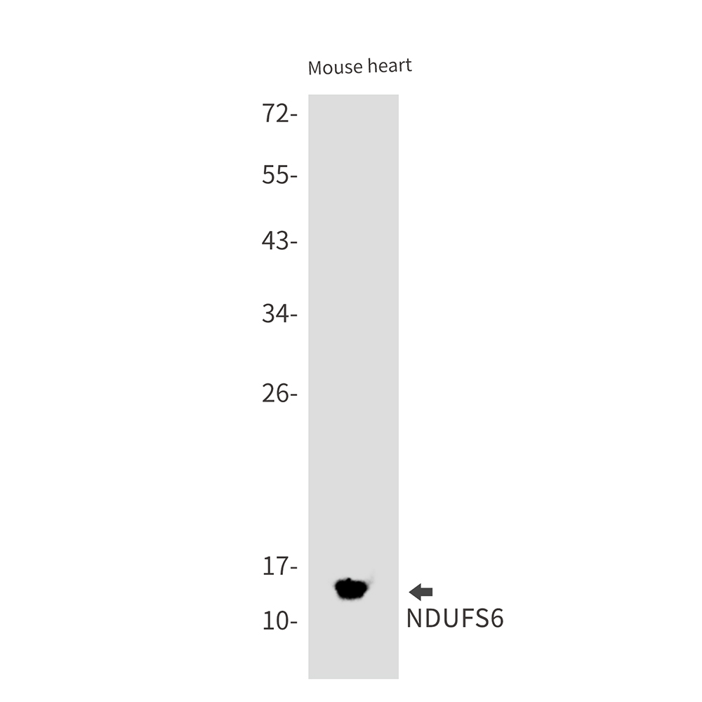 1 - NDUFS6 Rabbit mAb AP75789