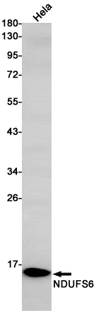2 - NDUFS6 Rabbit mAb AP75789