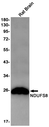 2 - NDUFS8 Rabbit mAb AP75790