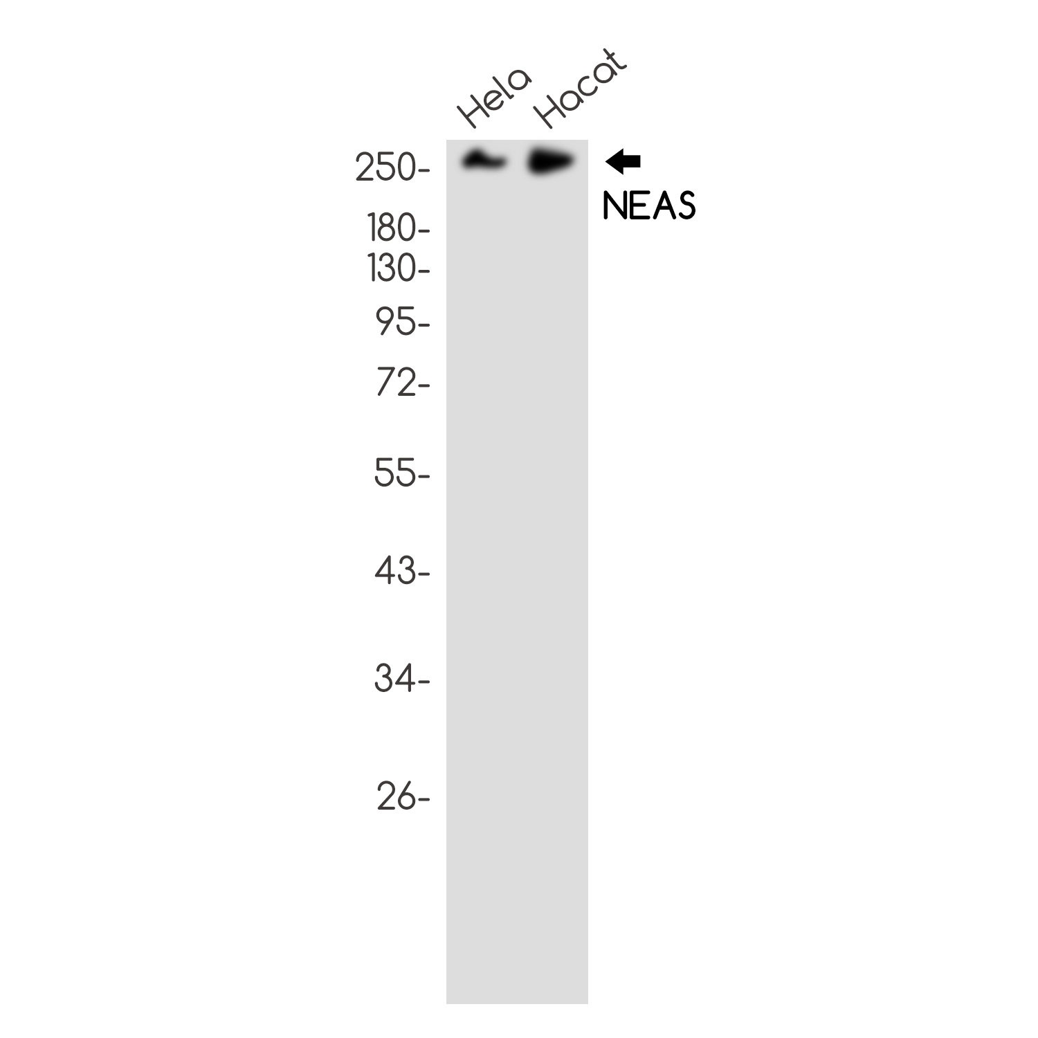 1 - NEAS Rabbit mAb AP75791
