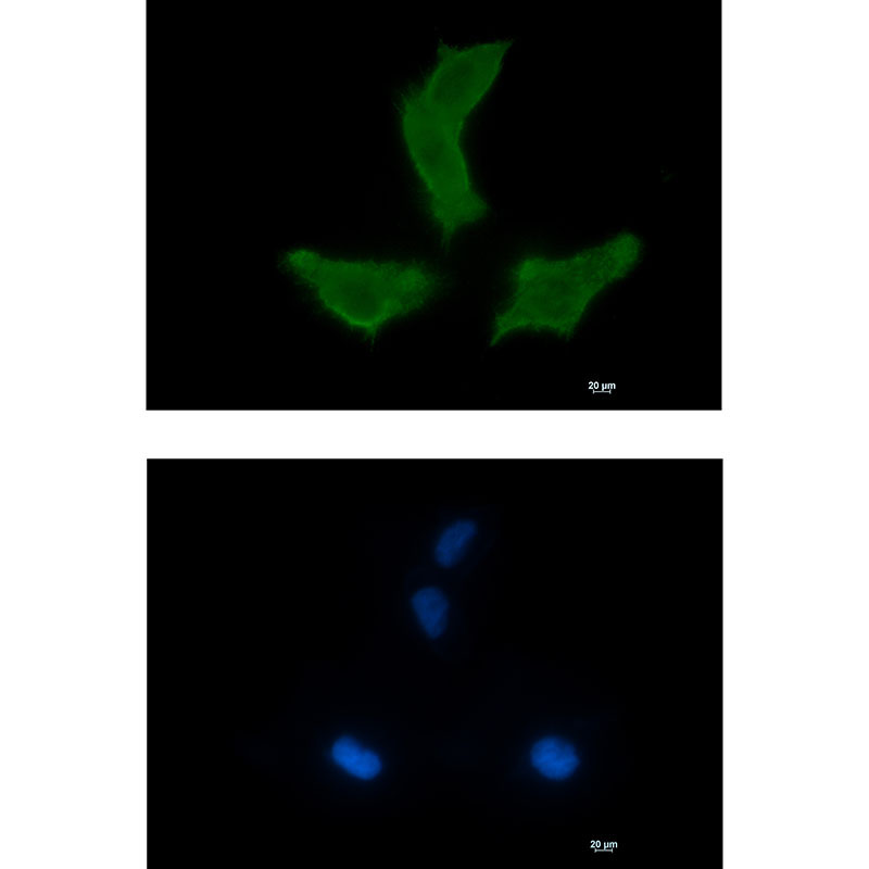 1 - NEK9 Rabbit mAb AP75794