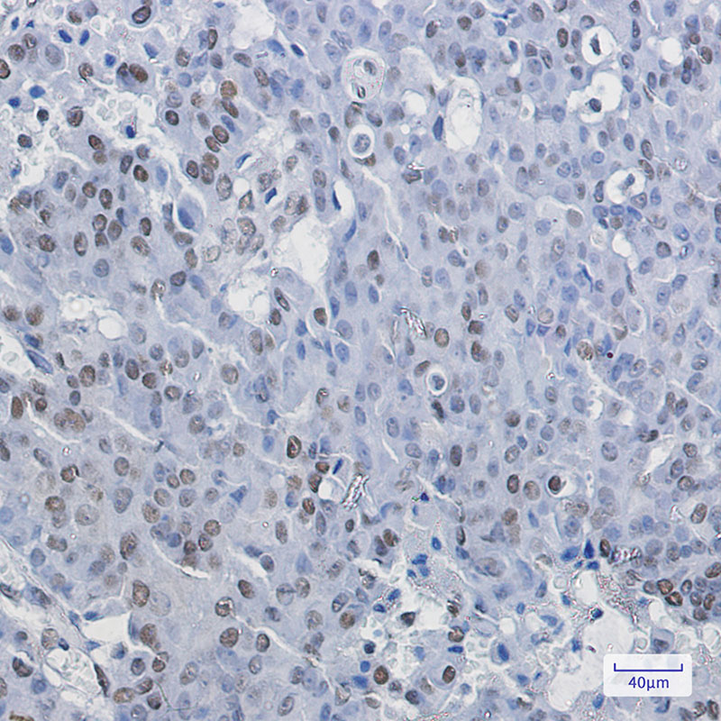 8 - NELFE Rabbit mAb AP75795