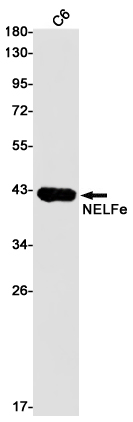 1 - NELFE Rabbit mAb AP75795