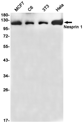 1 - Nesprin1 Rabbit mAb AP75796