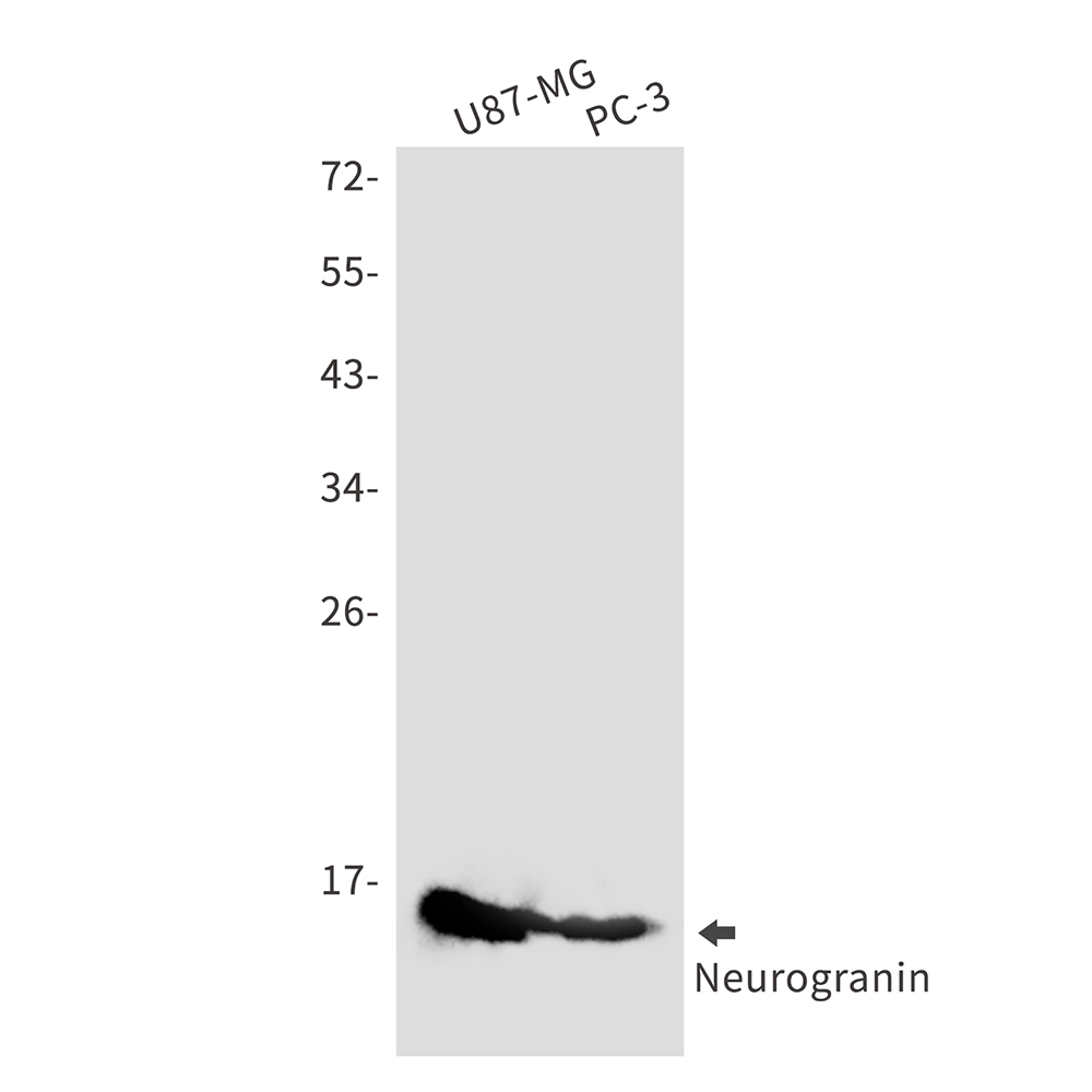 1 - Neurogranin Rabbit mAb AP75801